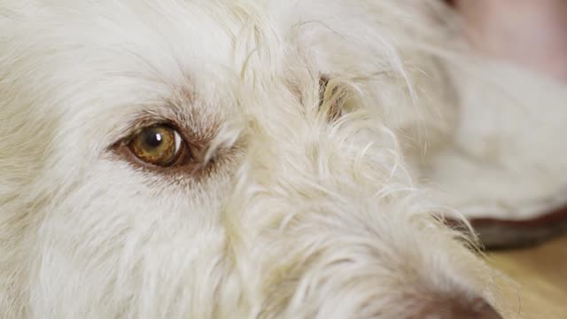 A Close Up of a Lazy Dog being Groomed by Owner