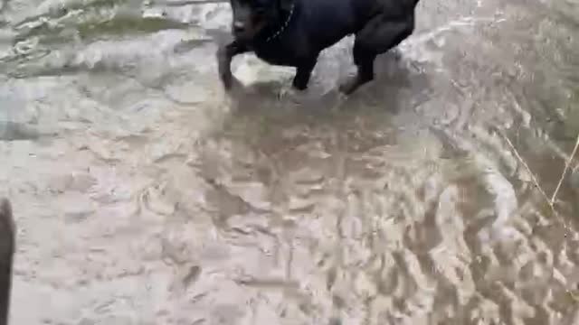 Rottweiler puppy plays with tire swing / cute dog 🐕