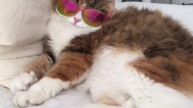 Cat wearing sunglasses