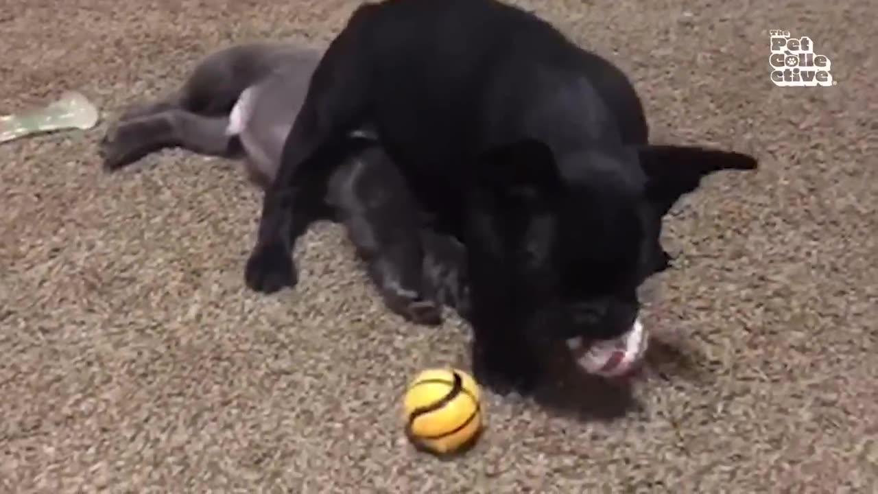 20 Minutes of Adorable Puppies