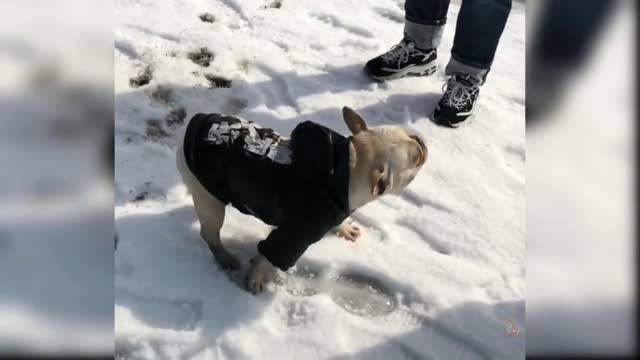 Shocking a cute puppy swim in ice water 👌👌👌👌...