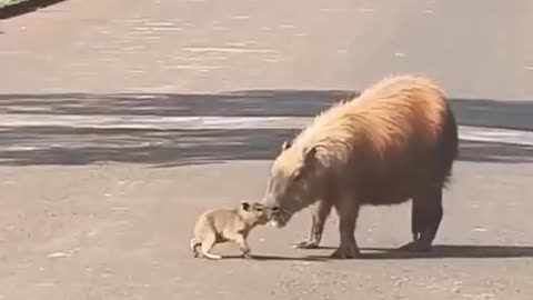 Picking up the little guy after school