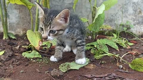 Anak Kucing Lucu Bermain di kebun