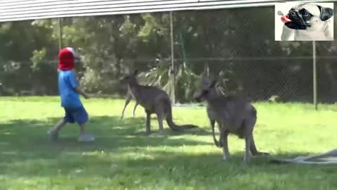 Funny Zoo Animals Attacking People