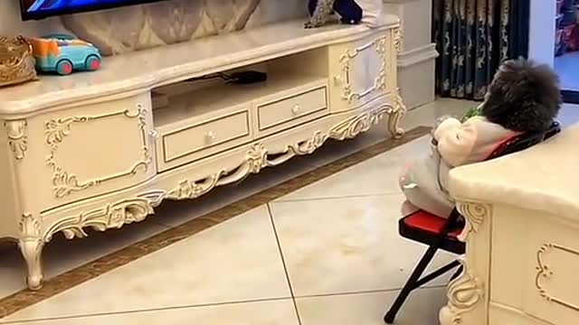 Funny dog enjoy watching video