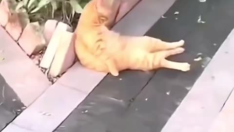 Funny cats