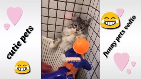 trending funny pets