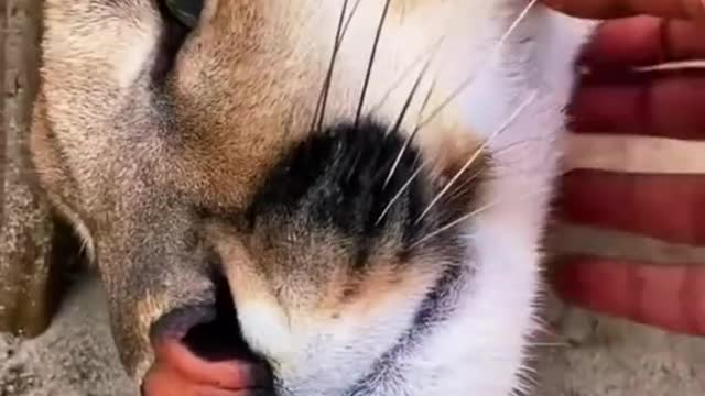 Big Cat Chin Scratches & Boops! AMAZING