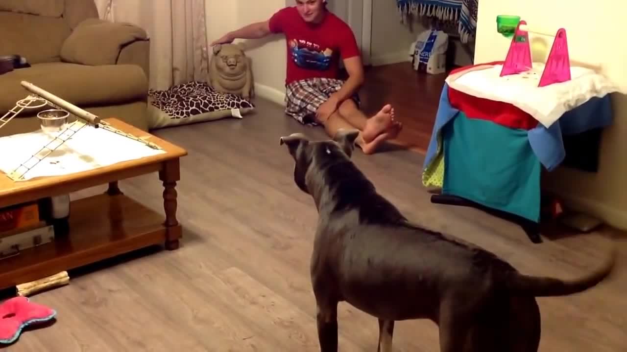 Pitbull protect his owner from evil dogs