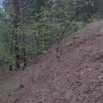 Ukrainian forest in autumn