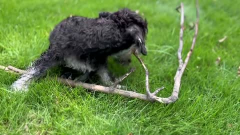 Cute puppy, it may be more fragrant to hold and eat