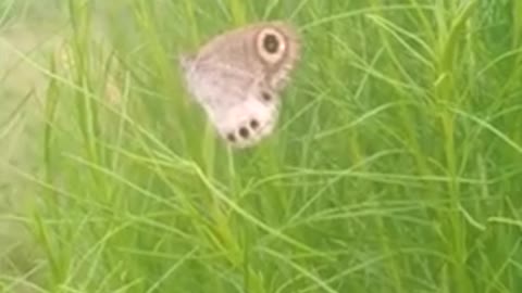 Butterfly in my home garden