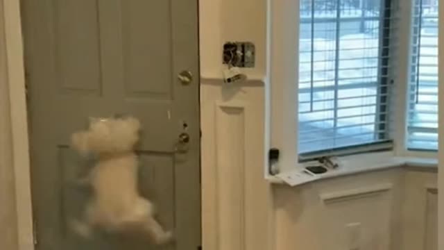 HERE'S ME COMMENTARY ON A FLUFFY DOG Vs THE POSTIE
