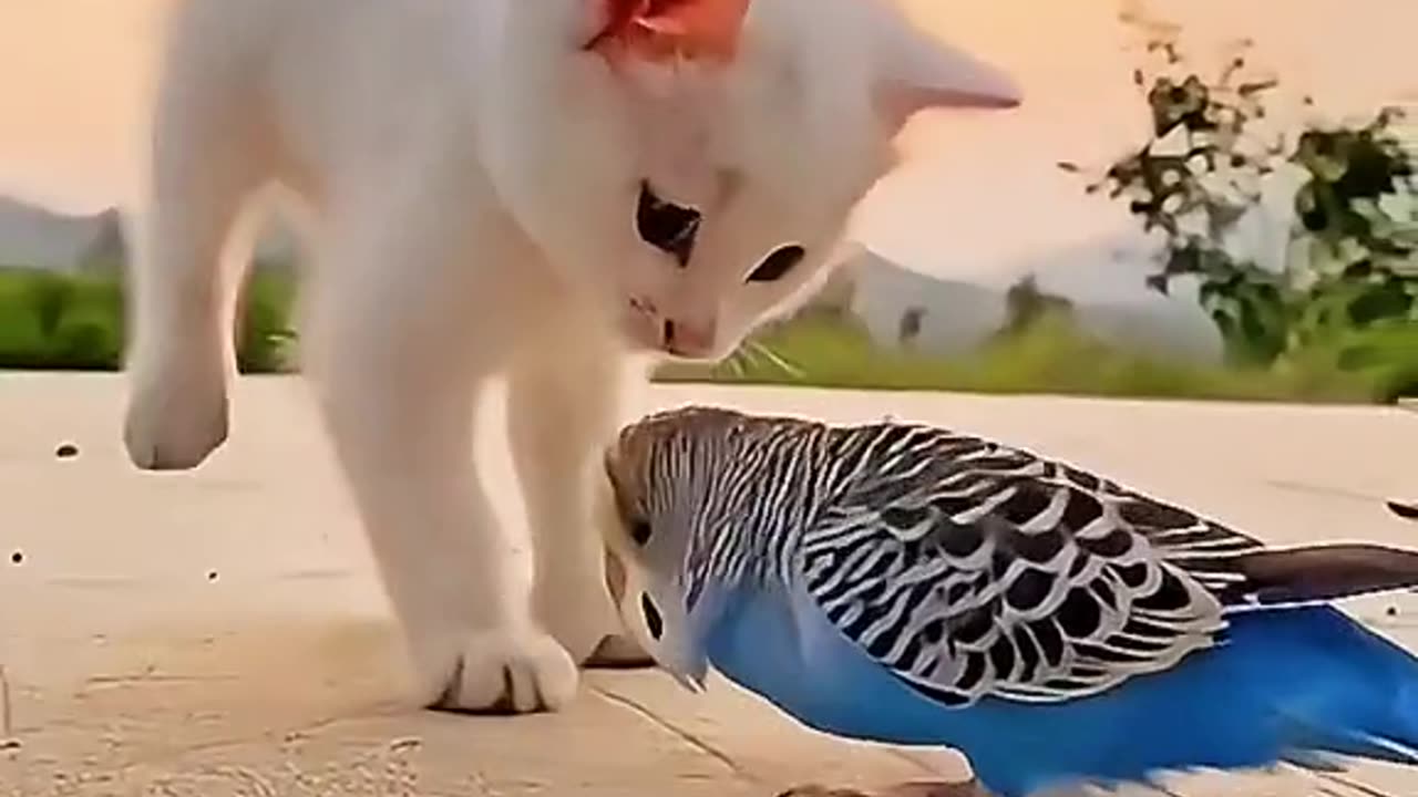 Funny cats