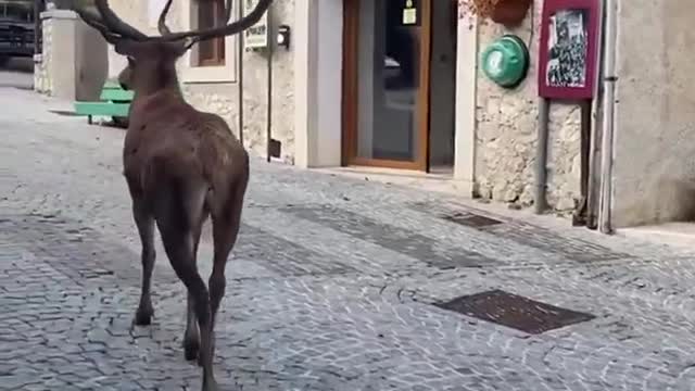 What you see is a deer walking through the streets of Civitella Alfedena