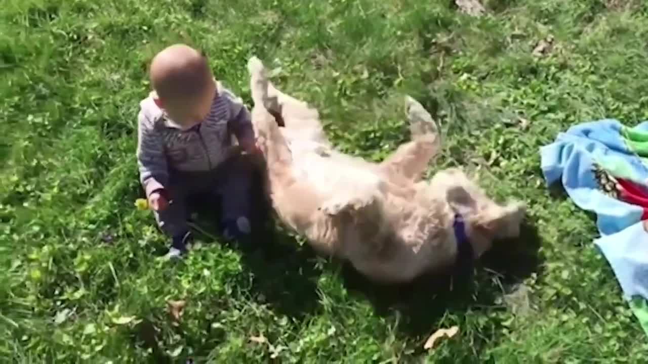 Baby Cute Play With Dogs