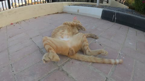 ED SHEERAN - Homeless cat in Ras Al Khaimah, UAE #cat #cats #EdSheeran #emirates #rak #ae #UAE #food