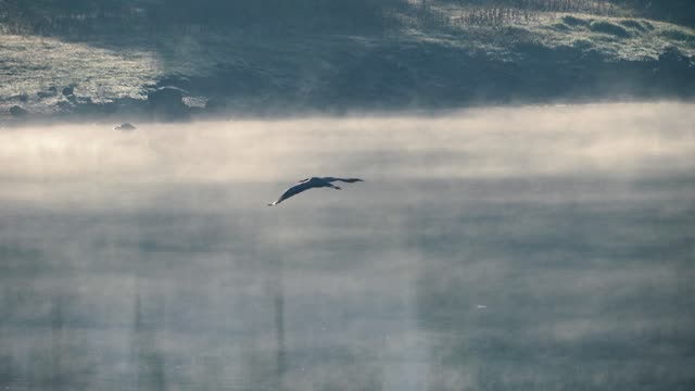 Female Bird Flying Throw Fog Morning Day