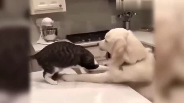 Funny Dogs and Cats !!! 😂🤣