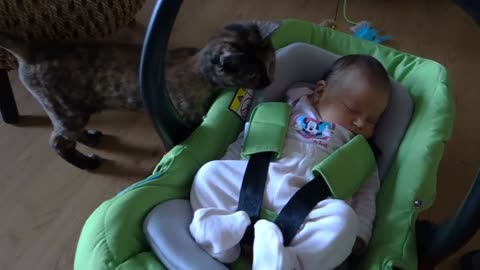 Cats Meeting Babies Compilation