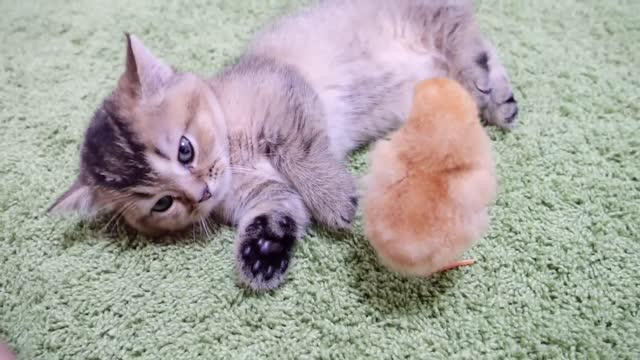 Kitten who want to sleep vs Chicks who don't want her to sleep