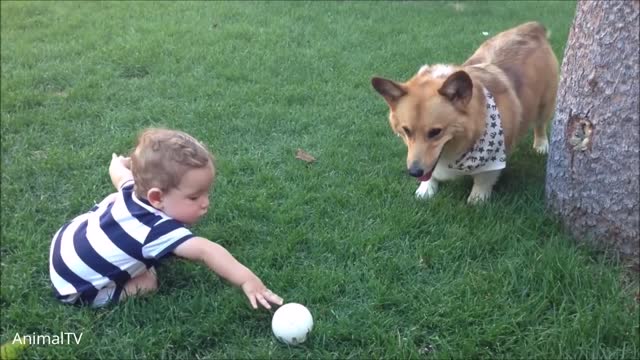 DOG PLAYING WITH BALLS AND CHILDREN