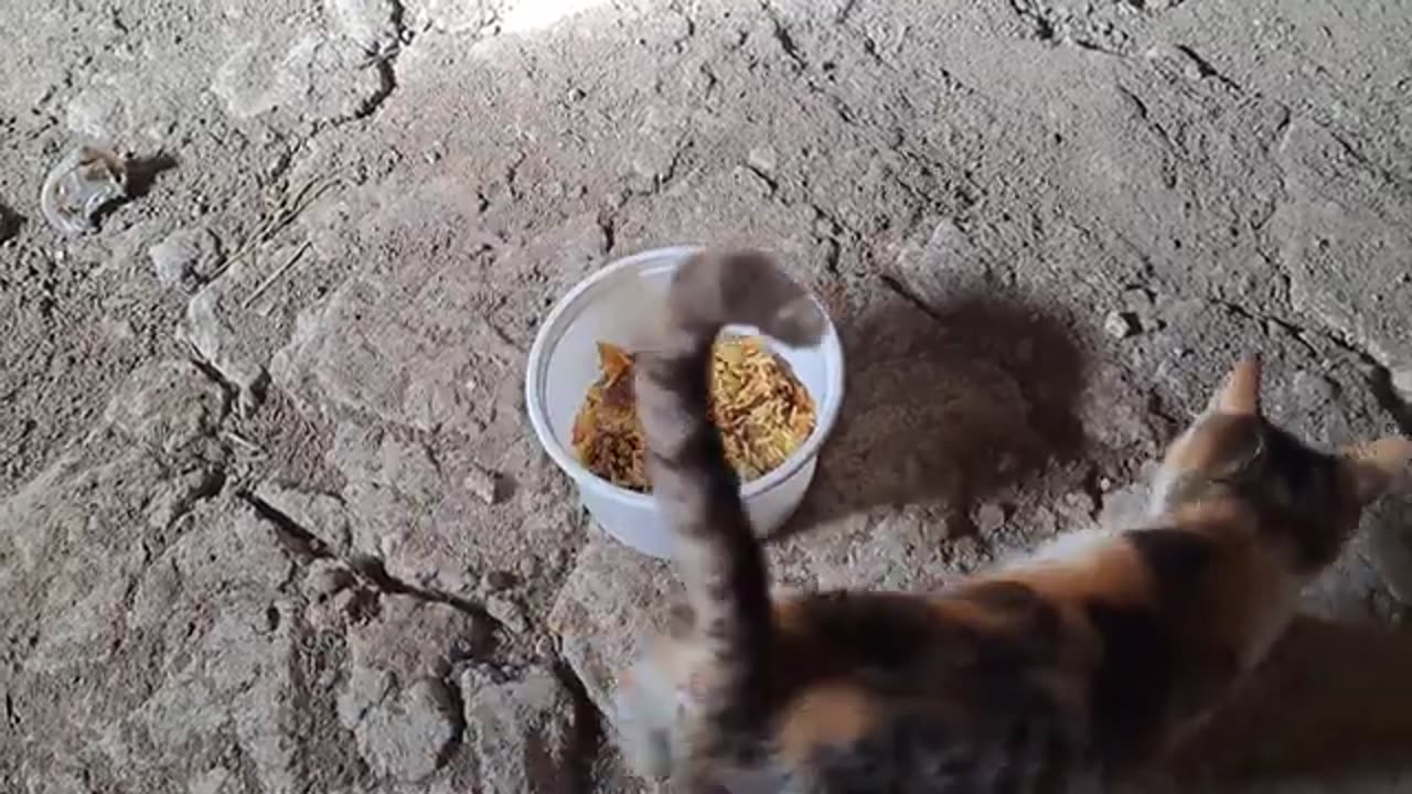 Cute kitten. I gave him food. 🥰🐈