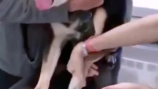 cute & funny dog _tik tok funny dog #shorts