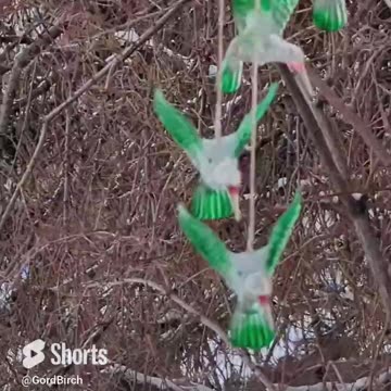 Baby It's Cold Outside - Canada Ice