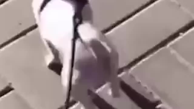 Dogs - Baby dogs - funny and fluffy (7) / Cães - Filhotes - engraçados e fofos (7) #shorts