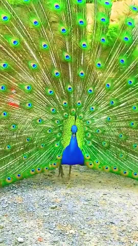 Peacock dance part 15