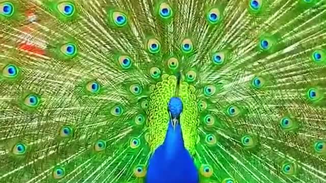 Peacock dance part 15