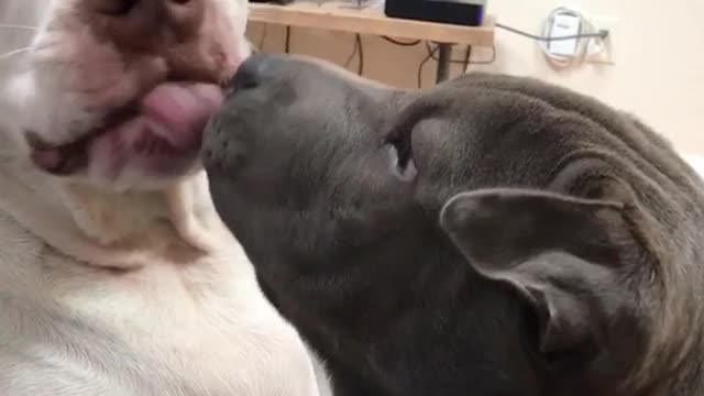 Puppy puts face in dog