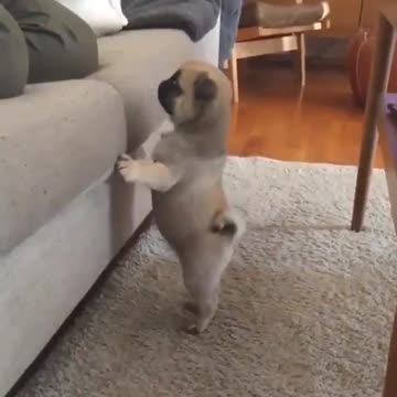 Cachorrinho carente e indignado querendo atenção