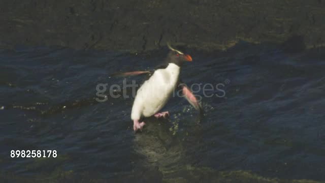 Penguin Hopping Fast