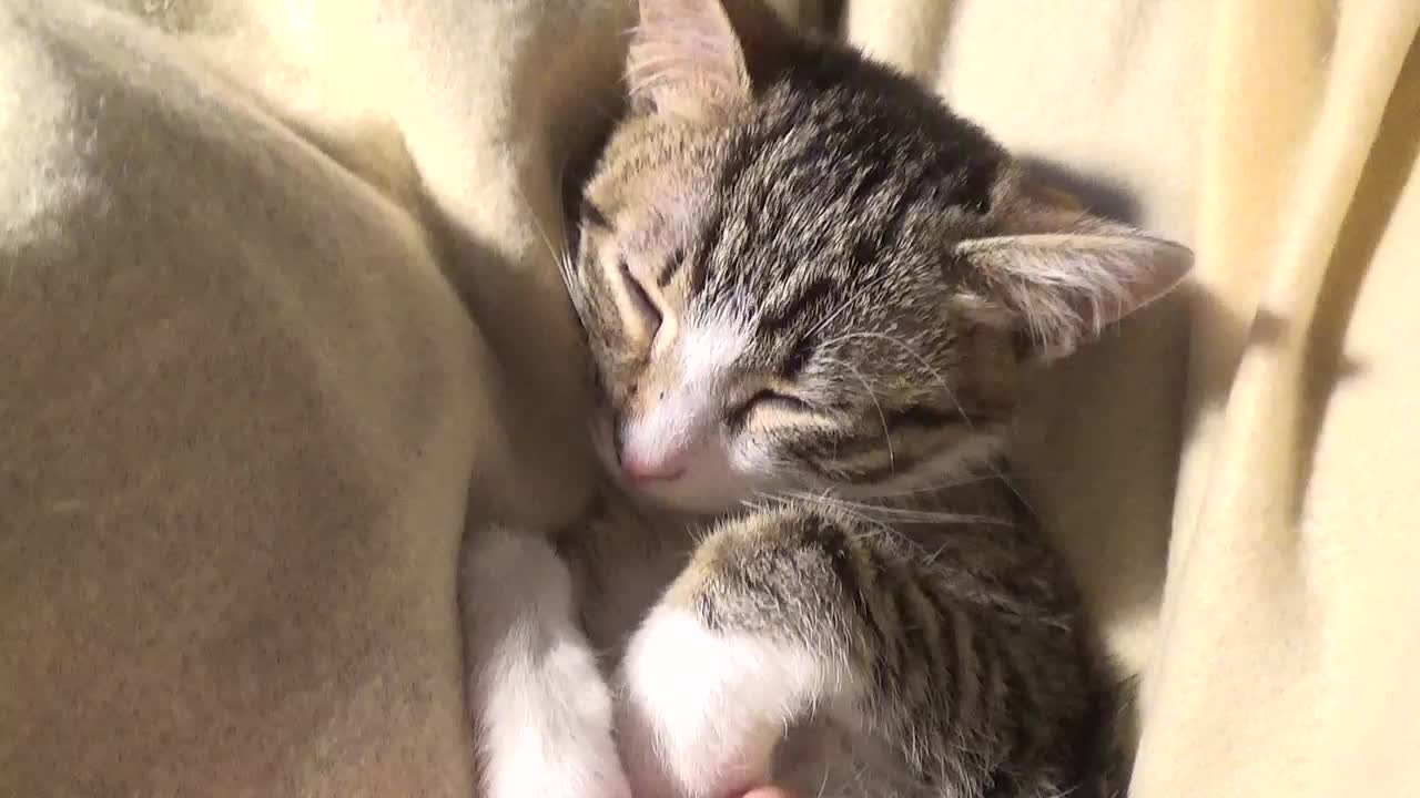 Small Kitten Has Paws Like a Bunny