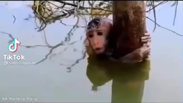 Sabri Virals '' Monkeys saved from death ''
