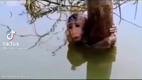 Sabri Virals '' Monkeys saved from death ''