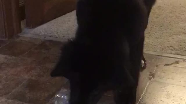 Young Puppy Pounces on Water Bottle