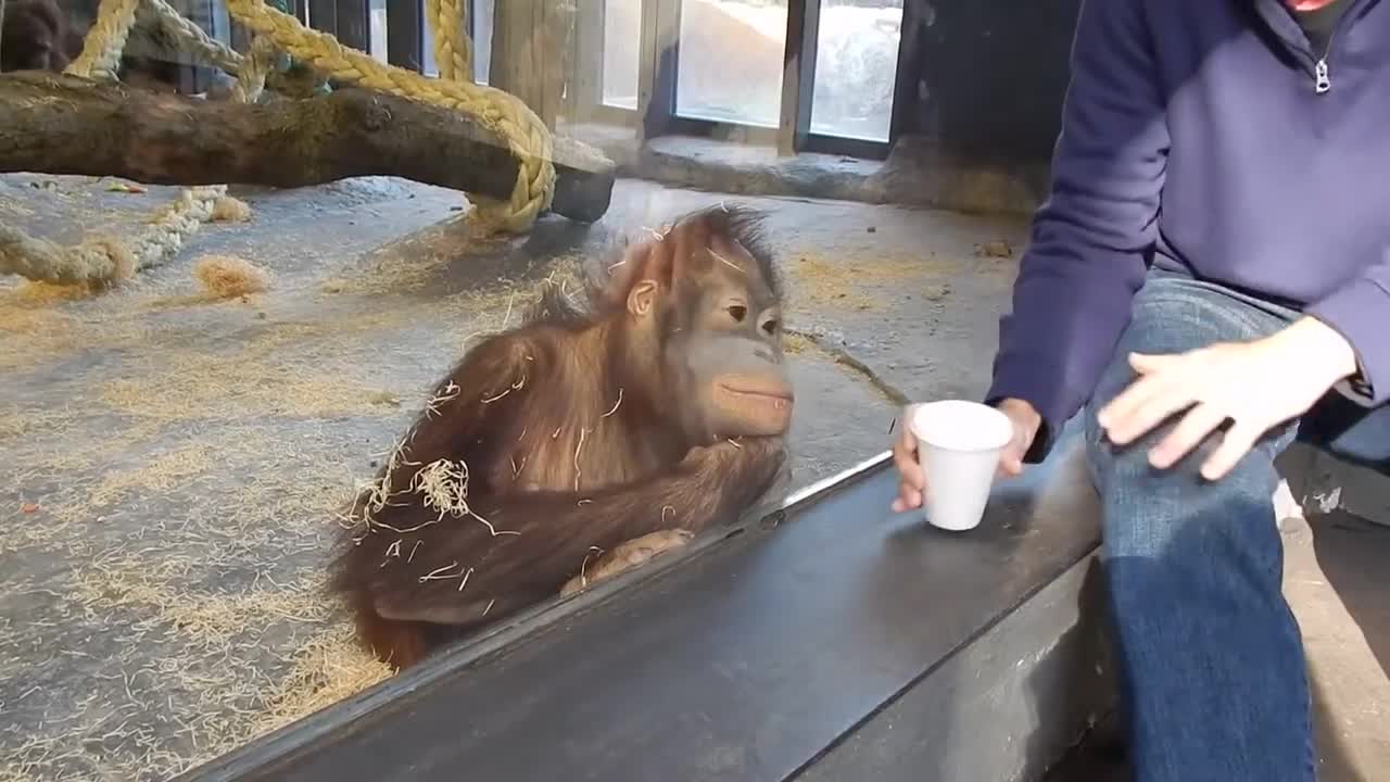 An orangutan reacts to magic