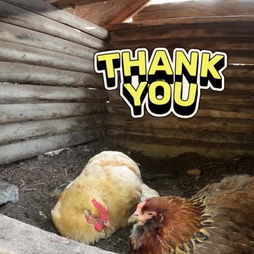 OMC! Chicken cam Brownie and friend relaxing in the bathhouse! 😮🐔😄😂