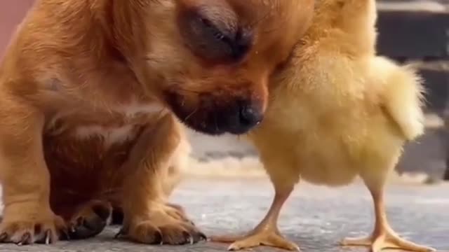 Cute puppy loves chick friend