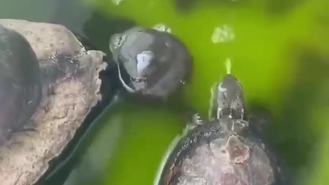 Turtle Fight