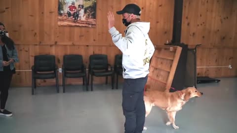 Dog training most trick