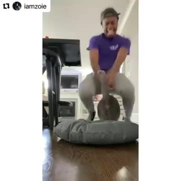 OMG! Do cats ALWAYS land on their feet?! 🤣😅 Barbie T