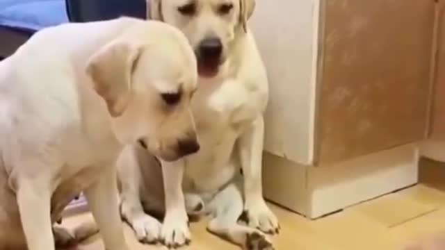 funny dogs