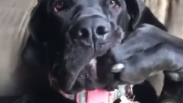 Hilarious doggy sits in a very distinguished manner