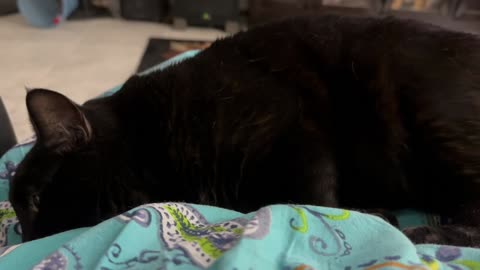 Cute Precious Piper is a Sweet Cuddly Lap Cat - Adopting a Cat from a Shelter Vlog