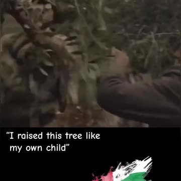 I RAISED THIS TREE LIKE MY OWN CHILD