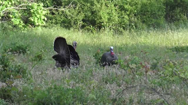 Turkey Hunt May 2020